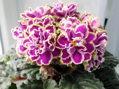 Эсмеральда1